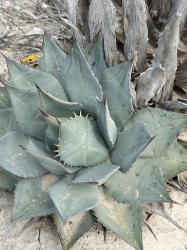 Agave vizcainoensis
