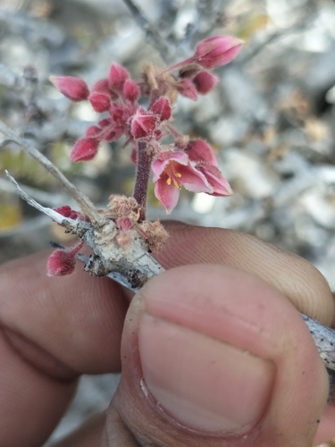 Image of Pachycormus discolor by no rights reserved