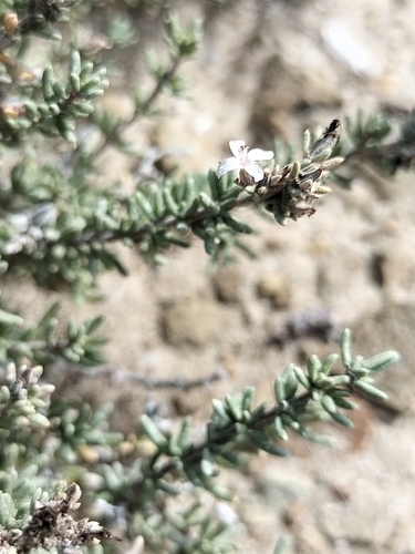 Image of Frankenia palmeri by no rights reserved