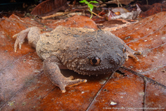 Brook's Squat Frog photo 2