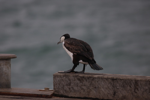 Schwarzgesichtscharbe (Phalacrocorax fuscescens)