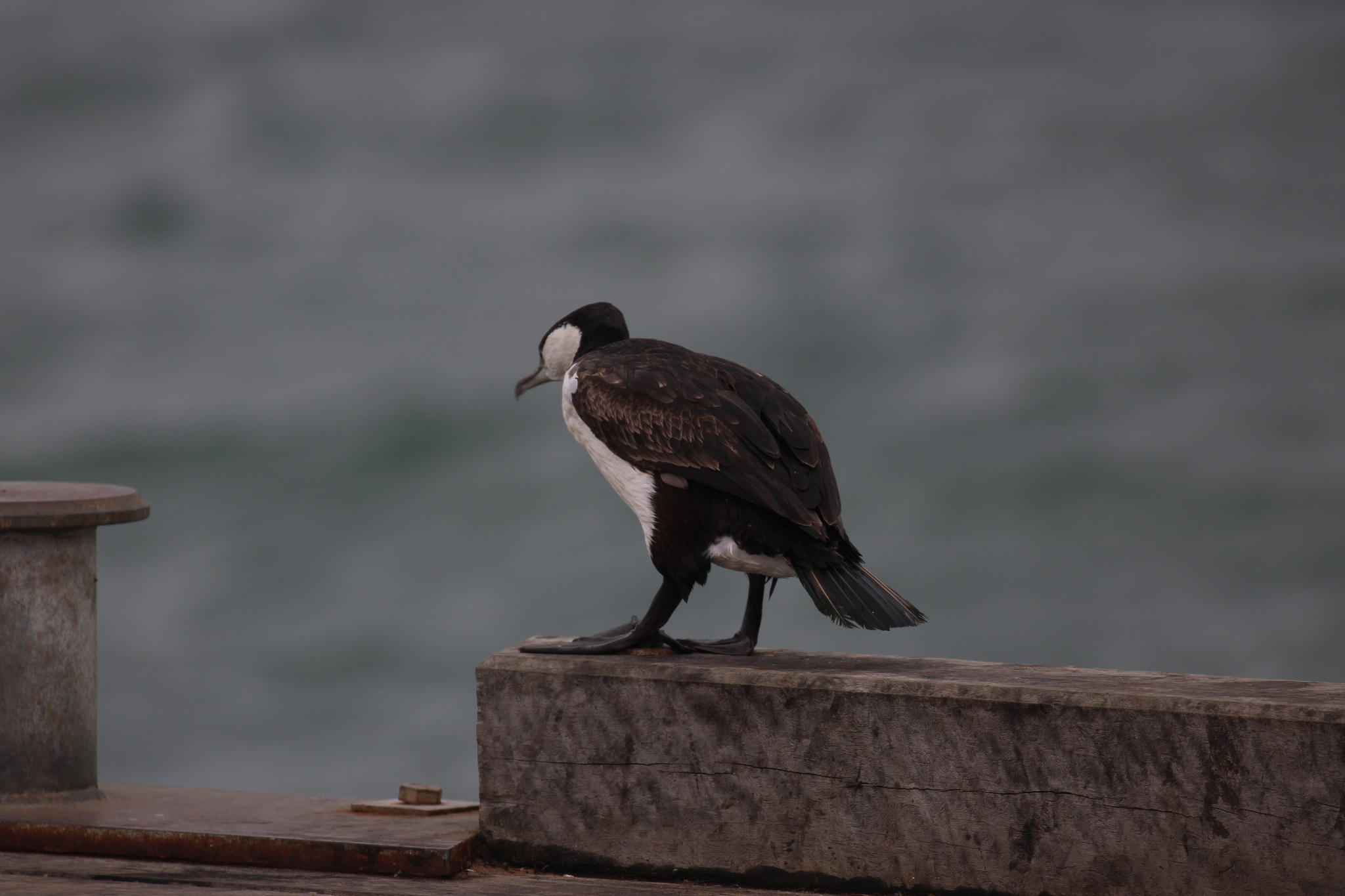 Black-faced Cormorant illustration