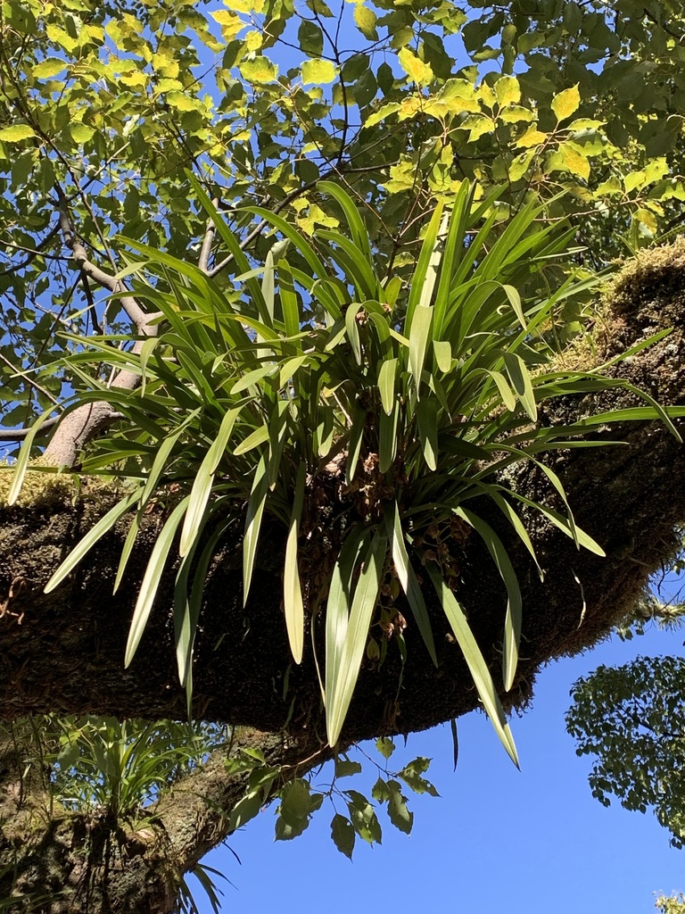 Cymbidium floribundum Lindl. 2