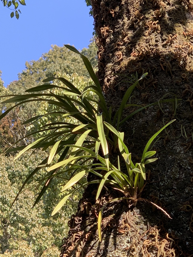 Cymbidium floribundum Lindl. 4