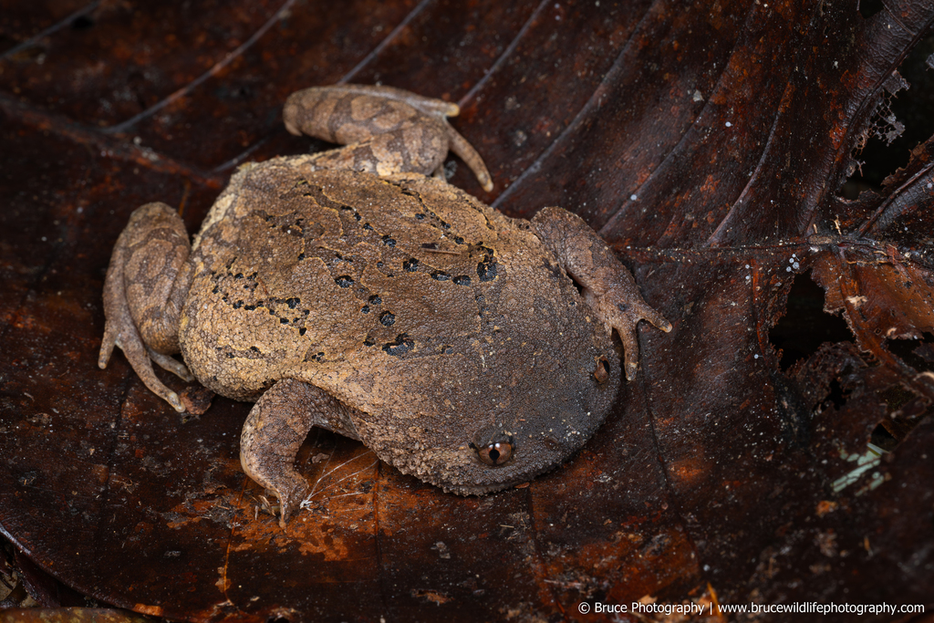 Brook's Squat Frog