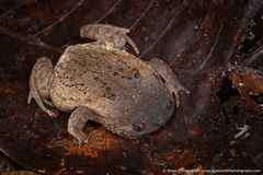 Brook's Squat Frog photo 1