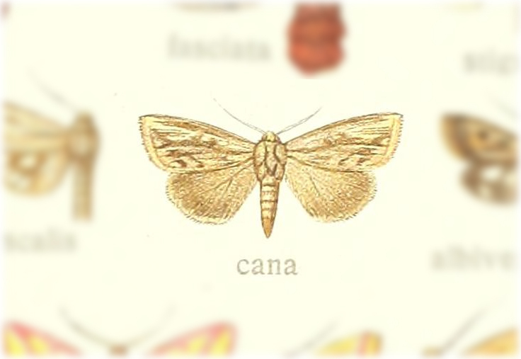 Adisura cana