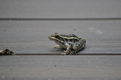 Lithobates palustris