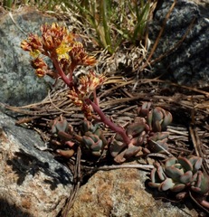 Sedum kiersteadiae