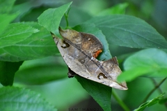 Hypopyra vespertilio