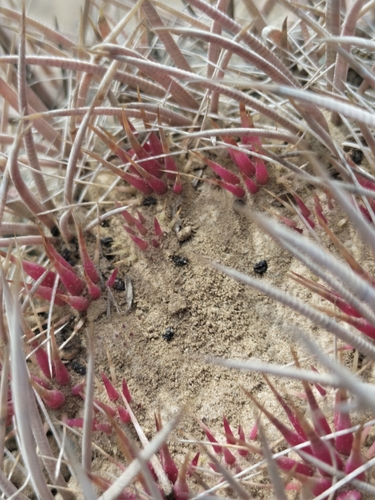 Image of Ferocactus fordii by no rights reserved
