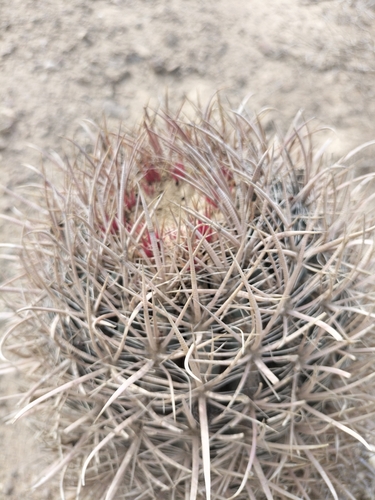 Image of Ferocactus fordii by no rights reserved