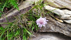 Scabiosa lacerifolia