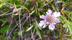 Scabiosa lacerifolia