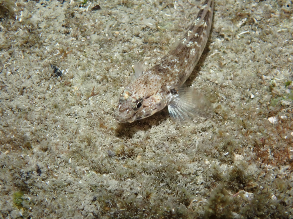Bucchich's goby (Gobius bucchichi) — Gobiidae