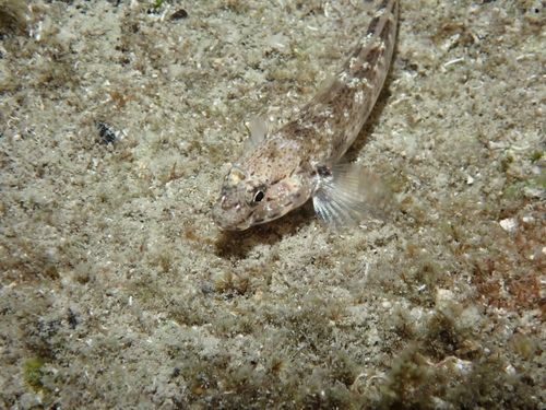 Bucchich's goby (Gobius bucchichi) — Gobiidae
