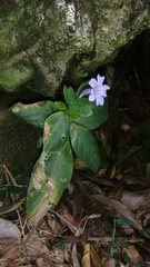 Ruellia solitaria