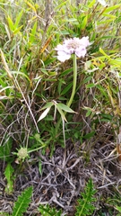 Scabiosa lacerifolia