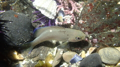 Opaleye photo 5