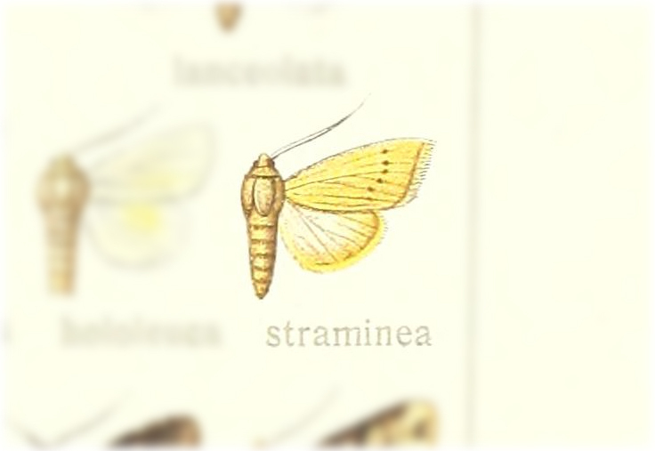 Adisura straminea