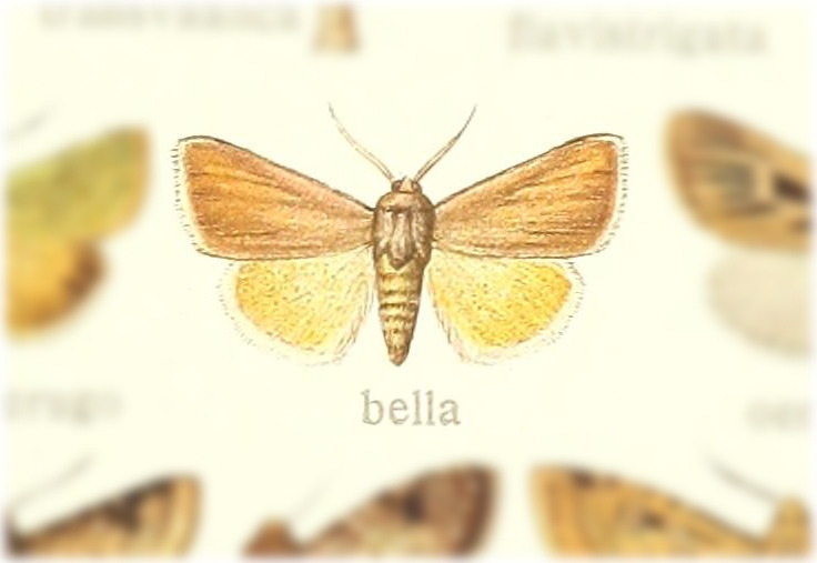 Adisura bella