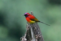 Aethopyga gouldiae