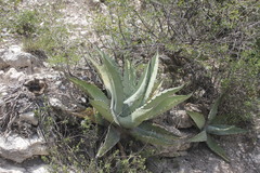 Agave asperrima