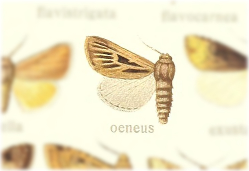 Eucladodes