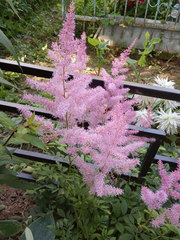 Astilbe × arendsii