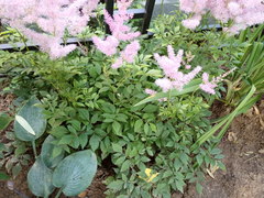 Astilbe × arendsii