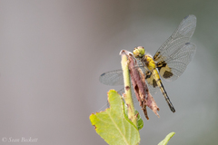 Celithemis martha