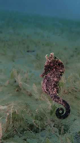 Common Seahorse photographed in Hawaii