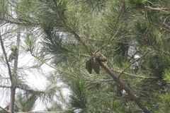 Pinus greggii