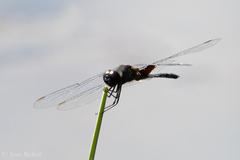 Celithemis martha