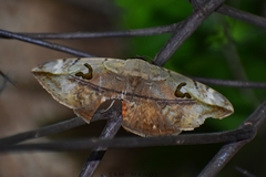 Hypopyra vespertilio