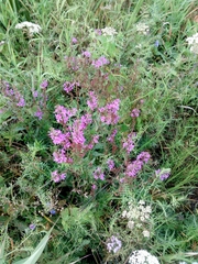 Lythrum virgatum
