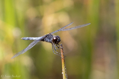 Celithemis martha