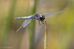 Celithemis martha