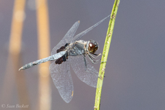 Celithemis martha