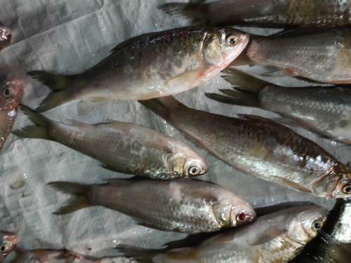 Siamese mud carp (Henicorhynchus siamensis) — Cyprinidae — 4
