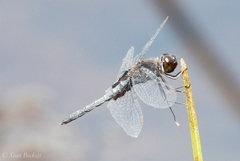 Celithemis martha