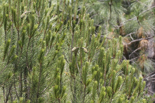 Image of Pinus nelsonii by (c) Juan Cruzado Cortés, some rights reserved (CC BY-SA)
