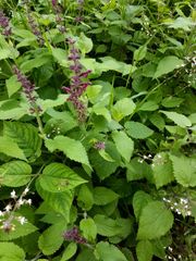 Stachys sylvatica