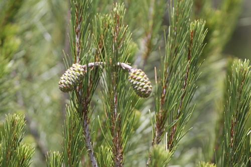 Image of Nelson's Pinyon (Pinus nelsonii) by (c) Juan Cruzado Cortés, some rights reserved (CC BY-SA)