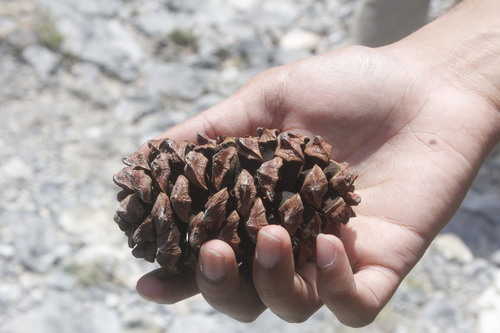 Nelson's pinyon