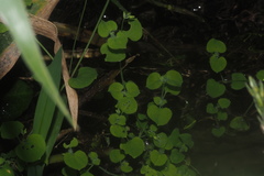 Drymaria villosa