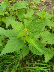 Urtica dioica