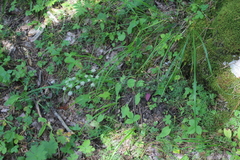 Lomatocarum alpinum