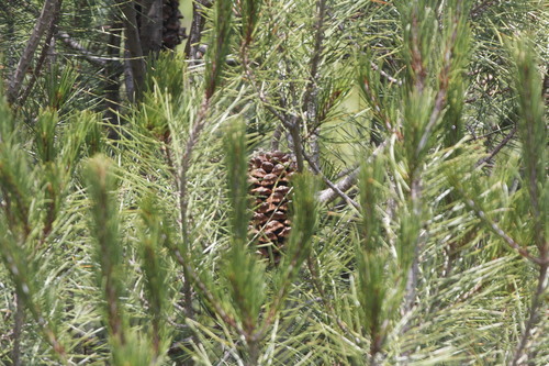 Image of Pinus nelsonii by (c) Juan Cruzado Cortés, some rights reserved (CC BY-SA)
