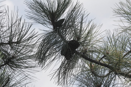 Image of Nelson's Pinyon (Pinus nelsonii) by (c) Juan Cruzado Cortés, some rights reserved (CC BY-SA)